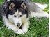 PoulaTo: Husky καθαροαιμα κουταβια 6979314054 θεσσαλονικη