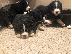 PoulaTo: Κουτάβια σκυλιών Bernese Mountain Dog