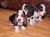PoulaTo: Κουτάβια Basset Hound.