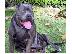 PoulaTo: blue nose american pitbull αθηνα θεσσαλονικη νησια 6979314054