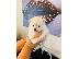 PoulaTo: Pomeranian όλα kc reg.