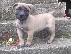 PoulaTo: dogo canario