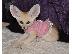 PoulaTo: Awesome Fennec Fox Kits Available For Sale Now