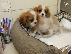 PoulaTo: Cavalier King Charles