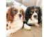 PoulaTo: Κουτάβια Cavalier King Charles Spaniel