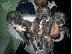 PoulaTo: pitbull - πιτμπουλ Bluenose  καθαροαιμα 6979314054