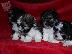 PoulaTo: Bichon Havanese