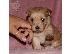 PoulaTo: Havanese Bichon κουτάβια