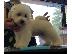 PoulaTo: Bichon Frize
