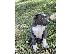 PoulaTo: American bully blue xl