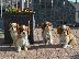 PoulaTo: κουτάβια του σκύλου Cavalier King Charles Spaniel