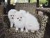 PoulaTo: Κουτάβια Pomeranian Kc.