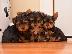 PoulaTo: Yorkshire Terrier Toy