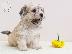 PoulaTo: Κουτάβια Havanese bichon