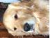 PoulaTo: golden retriever