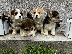 PoulaTo: Pembroke Welsh Corgi κουτάβια