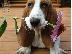 PoulaTo: Basset Hound {€200}