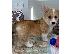 PoulaTo: Κουτάβια Pembroke Welsh Corgi