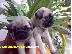 PoulaTo: Πωλείται pug mops δύο