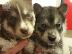 PoulaTo: Το κουτάβι Beatifull SIBERAN HUSKY διατίθεται για το νέο του σπίτι...