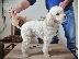 PoulaTo: Αγορά poodle παιχνιδιών