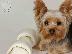PoulaTo: Yorkshire Terrier καθαροαιμα κουταβια ΘΕΣΣΑΛΟΝΙΚΗ 6979314054