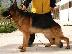 PoulaTo: German Shepherd Καθαροαιμα κουτάβια ευκαιρία ΚΡΗΤΗ 6988190151...
