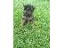 PoulaTo: German Shepherd καθαροαιμα ΡΟΔΟΣ 6979314054