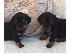 PoulaTo: Κουτάβια Dachshund για