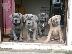 PoulaTo: Cane corso