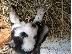 PoulaTo: Πωλουνται καθαροαιμα husky