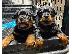 PoulaTo: Adorable Rottweiler Puppy For Sale