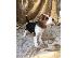 PoulaTo: Πανέμορφα κουτάβια Beagle.