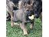 PoulaTo: Boy German Shepards Έτοιμο