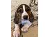 PoulaTo: Πανέμορφα κουτάβια Beagle.
