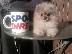 PoulaTo: Pomeranian Pups ** ΔΩΡΕΑΝ ** Εγκρίθηκε