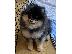 PoulaTo: Pomeranian Spitz κουτάβια