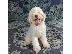 PoulaTo: Lagotto Romagnolo κουτάβια