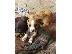 PoulaTo: πωλουνται κουταβακια sxedon 2 μηνων american staffordshire με red nose...