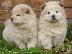 PoulaTo: chow chow