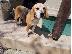 PoulaTo: Prekrasna štenad Beagle.