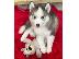 PoulaTo: husky siberian