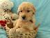 PoulaTo: Ελκυστικά κουτάβια Golden Retriever