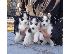 PoulaTo: Σιβηρίας husky Διαθέσιμο /  Siberian Huskies