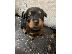PoulaTo: Διατίθενται κουτάβια Rottweiler.