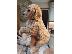 PoulaTo: Labradoodle Pups προς πώληση