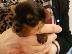 PoulaTo: Yorkshire Terrier