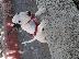 PoulaTo: Bull Terrier