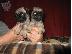 PoulaTo: πώληση Pugs