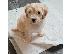 PoulaTo: Cavapoo Red